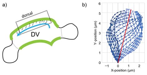 Zebrafish Embryo Brain