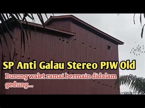 SP Anti Galau Stereo PJW Old 15 31 Suara Walet Terbaik 2022 YouTube