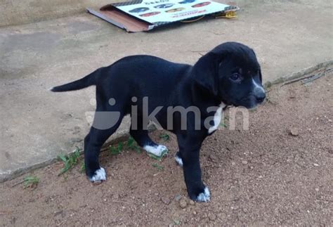 Rhodesian Ridgeback Cross Female Puppy For Sale In Matara City Ikman