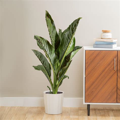 Crocodile Dieffenbachia – Costa Farms