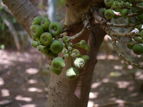 Ficus auriculata Lour. | FY-kus or FIK-us -- from the Latin … | Flickr