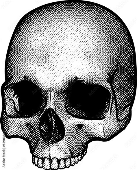 Human Skull Drawing Stock Illustration | Adobe Stock