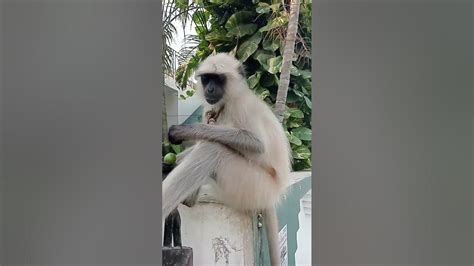 lal langoto langur bandar youtube