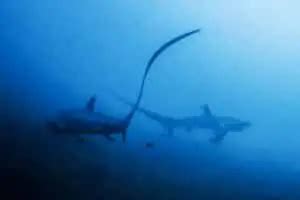 Thresher Shark Diving In Malapascua Cebu Ultimate Guide