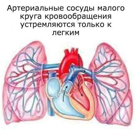 Артериальные сосуды малого круга кровообращения: расположение, особенности