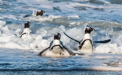 African Penguin Stands on A Tourist's Bodyboard In Cape Town - Animals