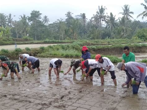 Wujudkan Swasembada Pangan Koramil Payangan Dampingi Petani Subak