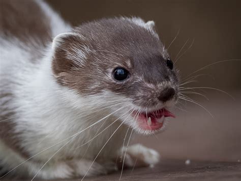 Brown Ermine Weasel