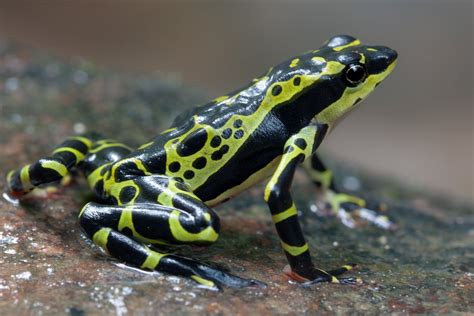 Пестрый арлекин (55 фото) - красивые фото и картинки pofoto.club