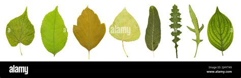 Collection Of Leaves Isolated On A White Background Stock Photo Alamy