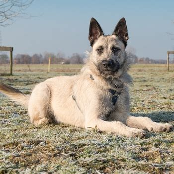 Malinois Dutch Shepherd Mix Temperament - Janainataba