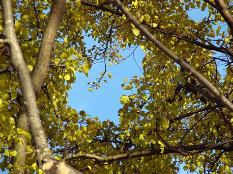 Drzewo z Serca Darmowe zdjęcie - Public Domain Pictures