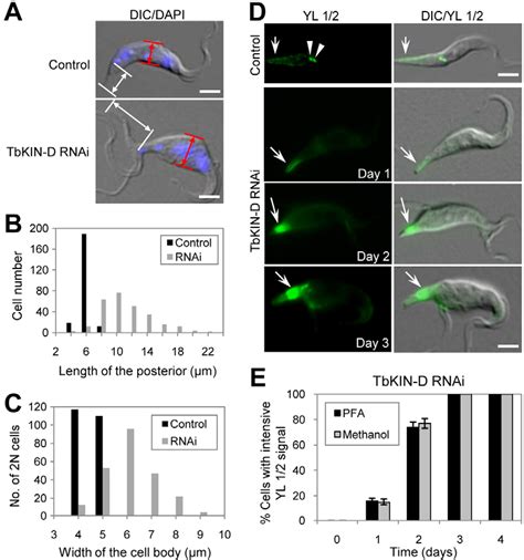 subpellicular microtubule | Semantic Scholar