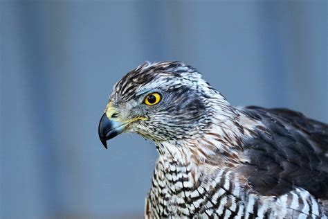 Northern Goshawk - Bird Watching Academy