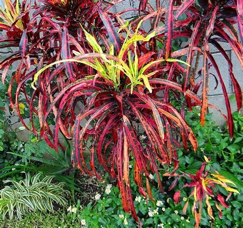 Interruptum Palmpedia Palm Growers Guide
