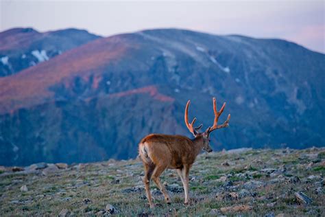 Mule Deer Colorado Encyclopedia