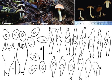 Basidiomata And Microscopic Features Of Typhrasa Polycystis A C