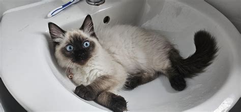 Is she a real ragdoll : r/ragdolls