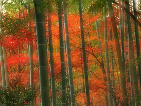 Bamboo Forest Arashiyama Park Kyoto Japan picture, Bamboo Forest Arashiyama Park Kyoto Japan ...