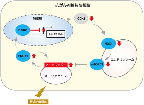 がん細胞の抗がん剤抵抗性を担う分子メカニズムを解明 オートファジーを標的とした新しい大腸がん治療法開発に期待 テックアイ生命科学