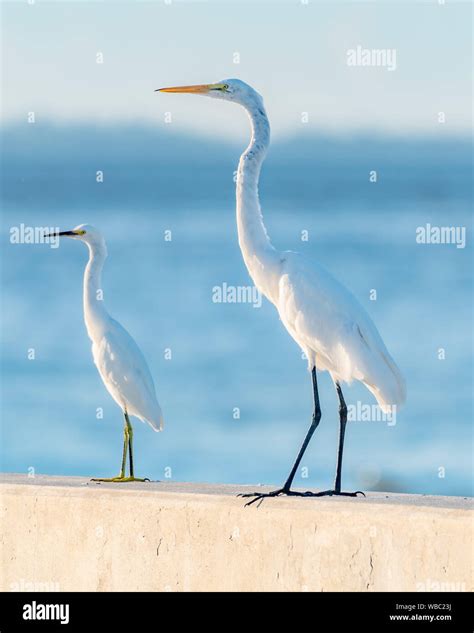 Compare Size Of Great Egret Right And Snowy Egret Left Stock Photo