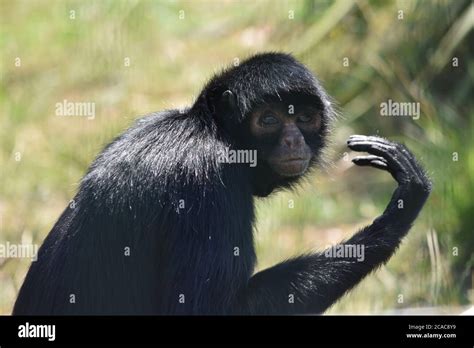 Black Spider Monkey Stock Photo Alamy