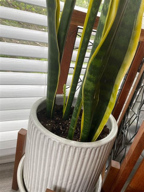 Snake plant blooming : r/plantclinic