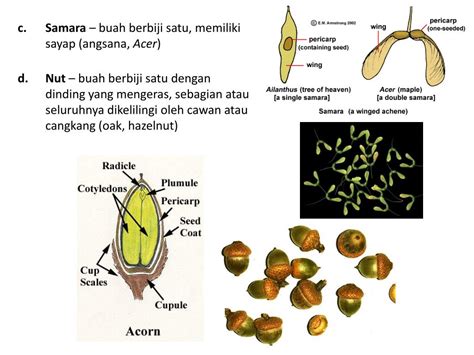 Ppt Struktur Bunga Buah Dan Biji Powerpoint Presentation Free