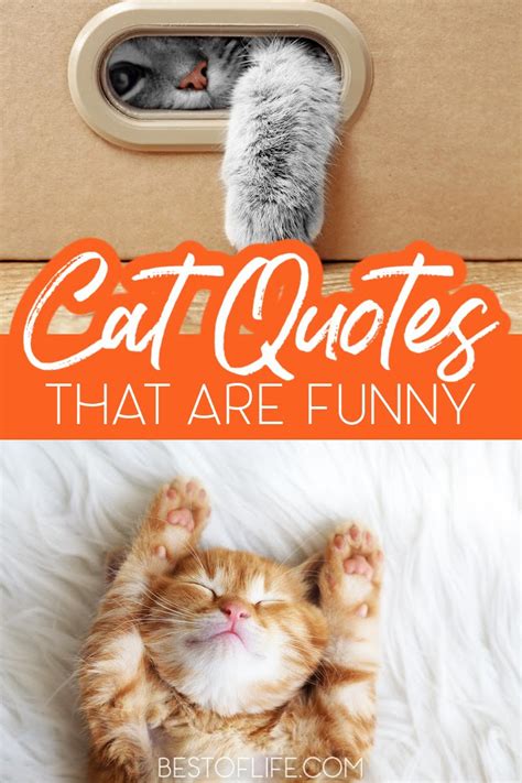 Funny And Cute Cat Quotes To Make You Smile The Best Of Life