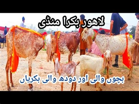 Makhi Cheena Bakriyan Makhi Cheeni Goat S Desi Bakriyan Update Lahore