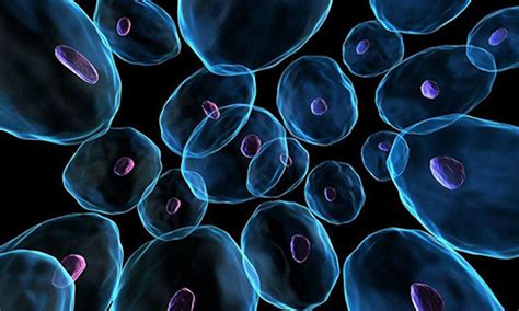 Sex Determination Aladdin Scientific