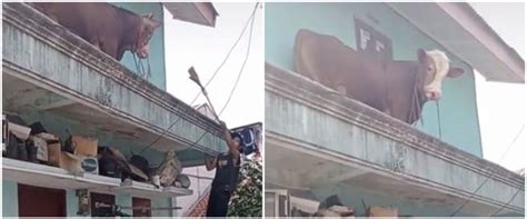 lepas  kandang sapi  nyasar  lantai  rumah  bikin panik