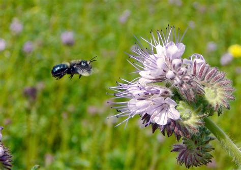 Wsmagnet The Orchard Mason Bee Featured The Garden June 14