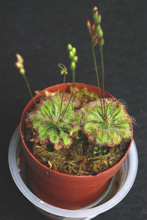 Drosera x tokaiensis photos
