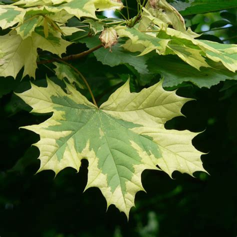 Явор Дерево Фото И Описание Где Растет – Telegraph