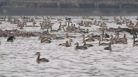 Group Bath Of Lesser Whistling Ducks Youtube