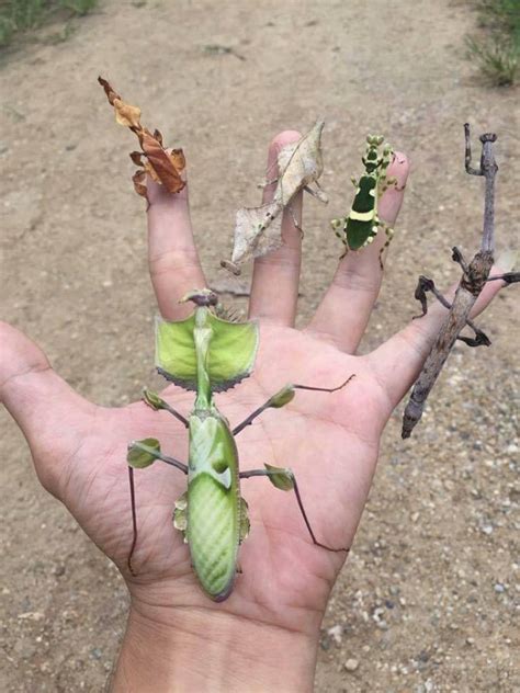 Ghost Praying Mantis
