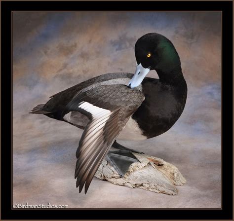 Scaup Mounts The Best Duck Taxidermy Exceptional Quality