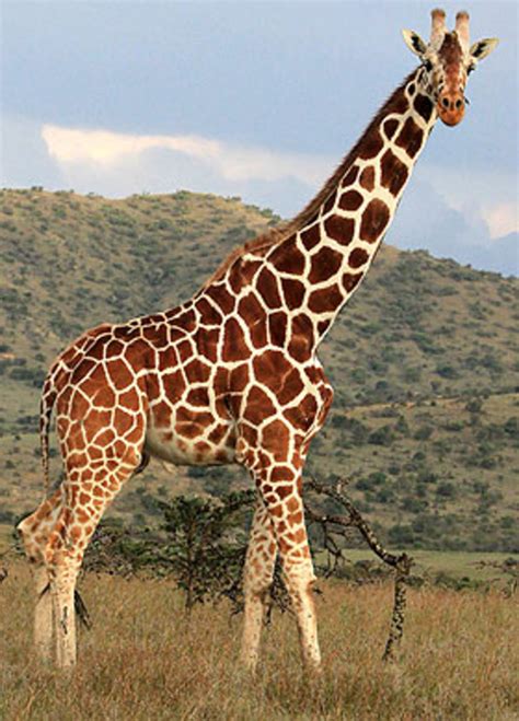 Giraffes