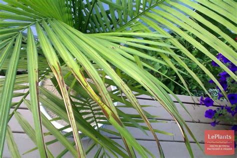 Дипсис (Dypsis) — описание, выращивание, фото | на LePlants.ru
