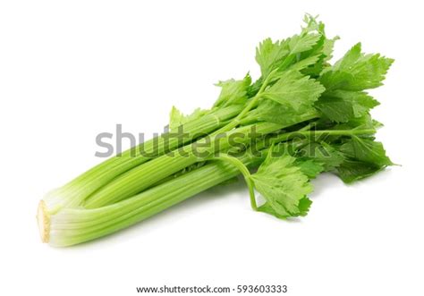 celery royalty    stock images shutterstock