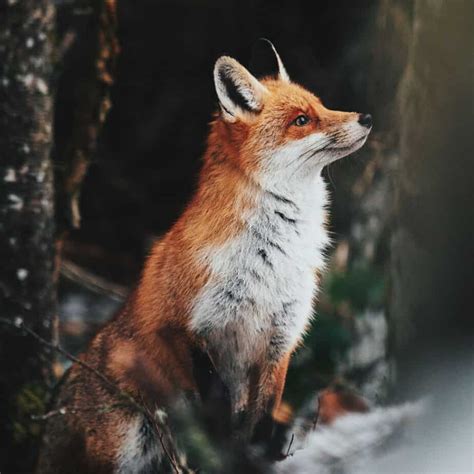 How Do Foxes Communicate?