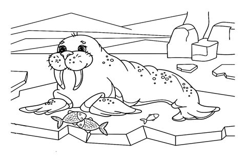 30 Walrus Coloring Pages Free Printable Pdf  Png And Online Coloring
