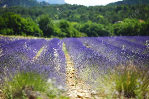 Lavender Field Nature Scenic Scenery Photo Background And Picture For Free Download - Pngtree