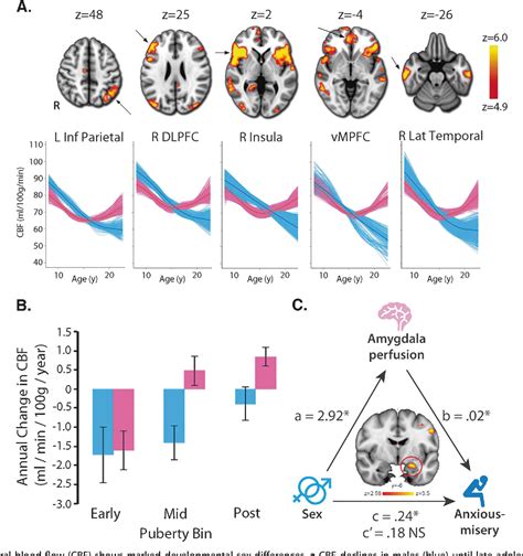 Pdf Sex Differences In The Developing Brain Insights From Multimodal