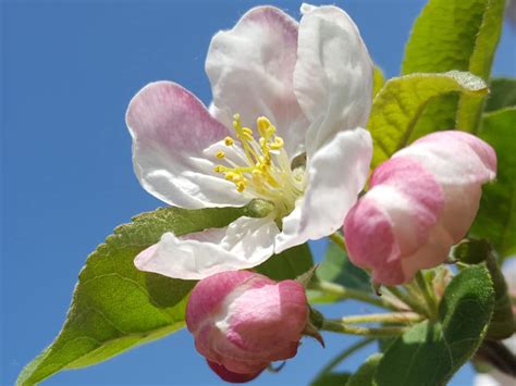 Pommier sauvage un arbre utile à la biodiversité Jardiner facile