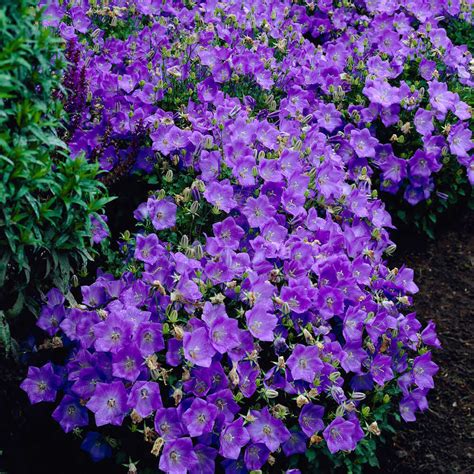 Колокольчик карпатский (Campanula carpatica) купить в Москве по низкой ...