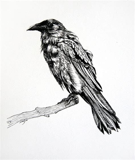 drawing a raven