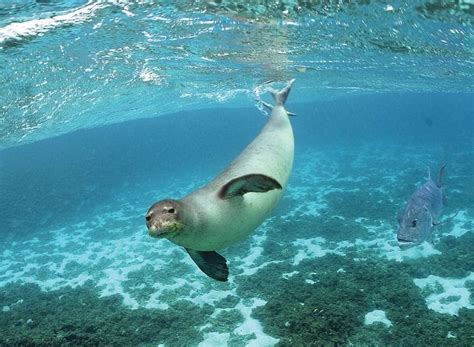 The Surprising Truth About Anonib Hawaii's Wildlife - an1hk5u