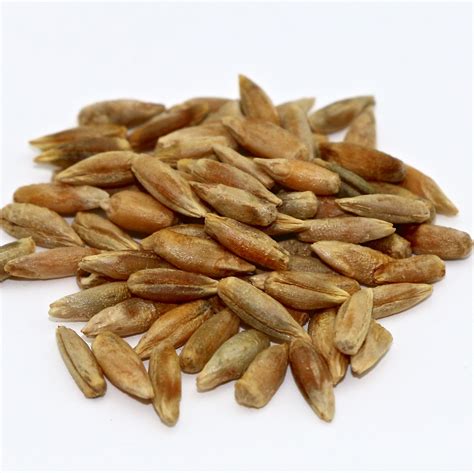 Cereal Rye Grain For Cattle Feed at Kristopher Chambers blog